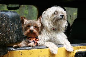 dogs-189982_640